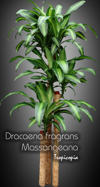 Dracaena - Dracaena fragrans Massangeana - Plante maïs - Cornstalk plant